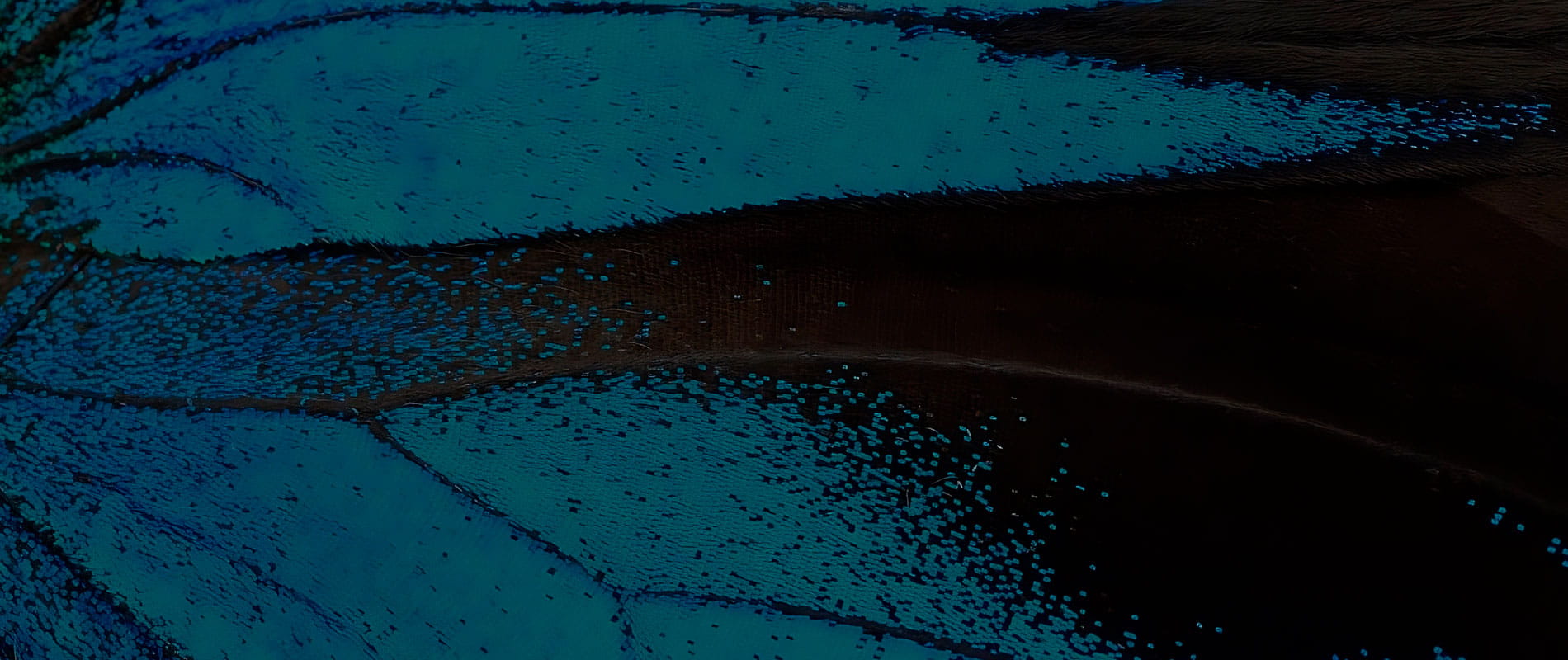 Asociación Mundo Artrópodo