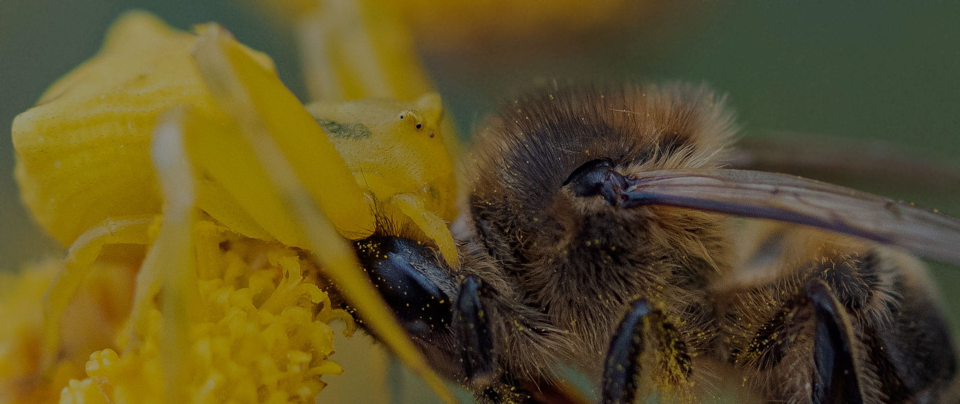 Asociación Mundo Artrópodo