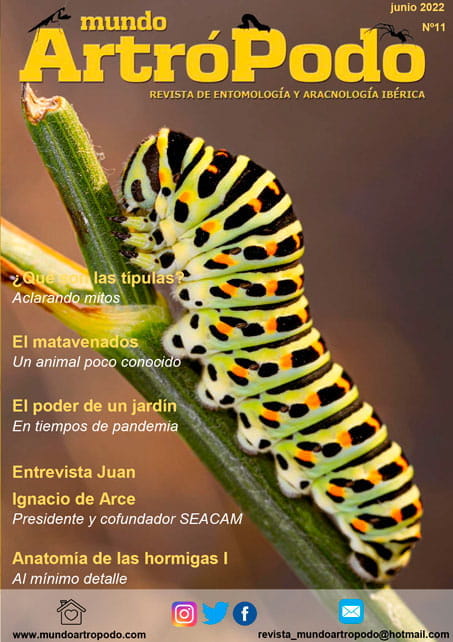 Revista 11